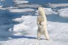 Norway, Svalbard. Male polar bear standing on ice floe in Arctic Ocean. Art Print